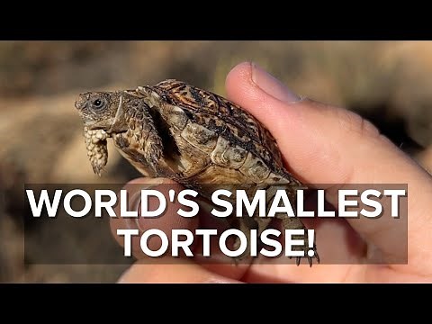 World's SMALLEST Tortoise - The Speckled Dwarf Tortoise