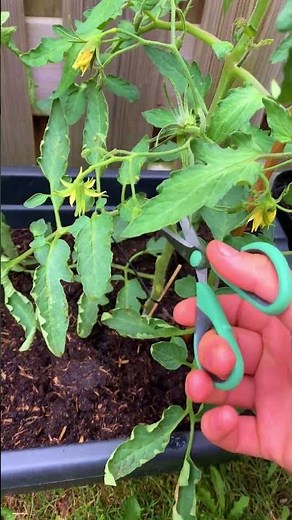Tomato Leaf Pruning – My Gardening Routine #tomatoes #roomtogrow #garden #tomatoes #gardening