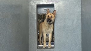 39 reactions · 122 shares |  Euthanized due to length of time in...