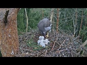 Mona brings lunch prey and feed chicks | Goshawk | Vistu vanags.| May 23, 2025
