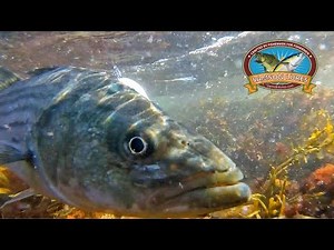 Surfcasting for Striper with long casting lures 🐟 Stripped bass on lures