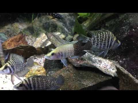 Altolamprologus calvus black&white 🃏😉