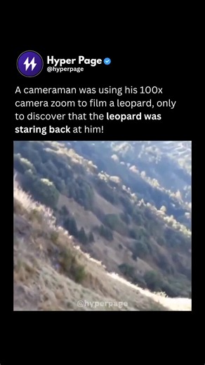 A cameraman was filming a leopard from a distance and used a camera with 100x zoom to get a closer look. But when he focused on the animal, he realized that the leopard was staring directly back at him from the other side. Leopards have highly developed vision and are especially good at detecting movement from a distance. Their eyesight is also adapted for hunting in low-light conditions, helping them spot prey during dawn, dusk, and at night. A rare and rather ironic moment, where the camera br