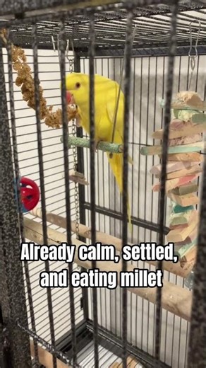 Piccolo’s First Night Home 🌿 | Indian Ringneck Parrot