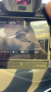 For birds in flight. Wings up? Wings down? Straight sideways? #Bird #birds #canada #novascotia #canon #planetbirds #wildlife #wildlifephotography #bestshotz_birds #photography #naturephotography #canon_photos #nature #bns_birds #audubonsociety #canonphotographers #natgeoyourshot #igers_novascotia #birds_adored #best_birds_of_ig #instagood #instagram #instagramers #birds_perfection #ig_photooftheday #birds_private #discoverhalifax #halifaxnoise #imagesofcanada #baldeagle | Simon d’Entremont Natur