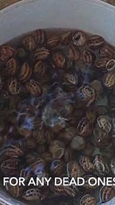 Garden Snails Stewed #food #gardensnails #snail #robandjas #snailcurry #cooking #cookingingredients