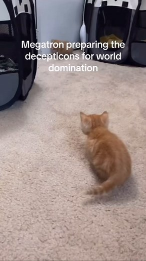 Lord Megatron  on Instagram: "MEGATRON HIS ARMY GROWS STRONGER ️️️ HE PREPARES FOR WORLD DOMINATION Day 62 #megatroncat #car #cat #megatron"