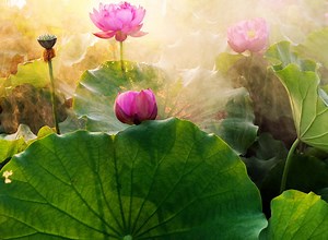 Is Everything Predestined – The 5 Elements to Conquer Yours!