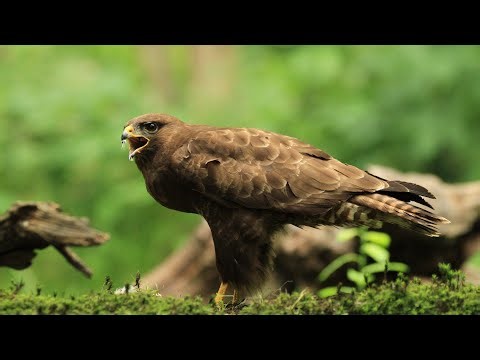 Common Buzzard Call