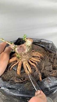 The process of repotting and routine care for premna bonsai so that it is more fertile🪴