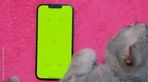 Greenscreen phone. Phone green screen and cat. Phone screen replacement template. Green screen on the phone at home