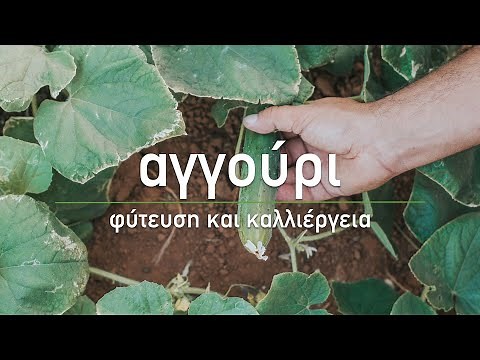 🥒 Αγγούρι: 7 μυστικά για την καλλιέργεια του - Τα Μυστικά του Κήπου