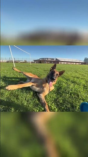 Dog's Amazing Frisbee Catch & Training! Watch This! #shorts