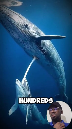 Baby Blue Whales Drink Milk Underwater — And Gain 80kg A Day! #shorts #short