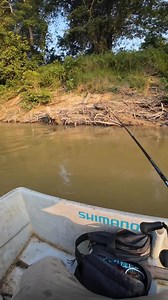 4.9K views · 2.7K reactions | Sumpahan ikan purba,aduhhh bikin berdebar je patutlah lain macam ikan ni menekan rod Rentaka capture 3.5 khas untuk begahak,dia rupanyatq adam mela,aok memang handal menyelam #rentakacapture #ikanzclothing #mancing #sungai #casting #daiwazillion #megabasslures #ozmyfishing | Norieman Aiman | Facebook