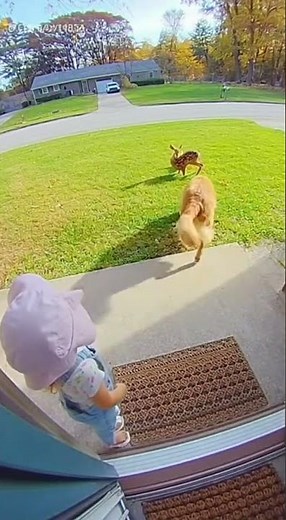Dog Rescues Fawn #shorts