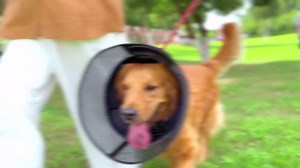 Inflatable Dog Cone for Dogs After Surgery,Soft Adjustable Elizabethan Collar for Medium Dogs,2-in-1 Dog Cone with Detachable Shield,Anti-Anxiety Comfortable Pet E-Collar Prevents Licking Wounds(M)