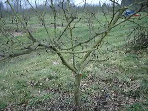 Fruitwise guide to pruning apple trees-part 1