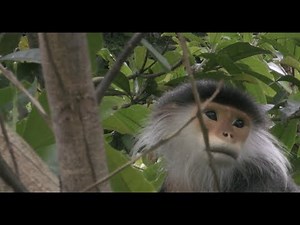 Rangers in Vietnam: Protecting One of the World’s Most Rare Primates