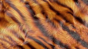 clip-1086105083-tiger-fur-texture-3d-animation-gently-waving