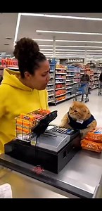 Customer vs Cashier Cat Explosion — Bread, Chips & Chaos Everywhere #AngryCat #SupermarketFight #CatVsHuman #USAComedyVideo #FunnyCatClips #ViralShorts #CatFreakout | Kitty Cuddle Club