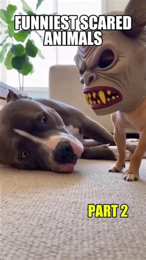 Funniest Scared Animals Part 2 - Cats and Dog