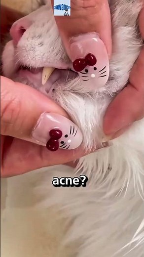 Is Your Cat’s Chin Dirty or Infected? 🐱🩹