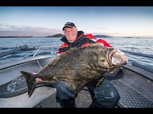 Angeln in Norwegen: Heilbutt angeln vor Havøysund, Havøysund Havfiskesenter, Nordnorwegen
