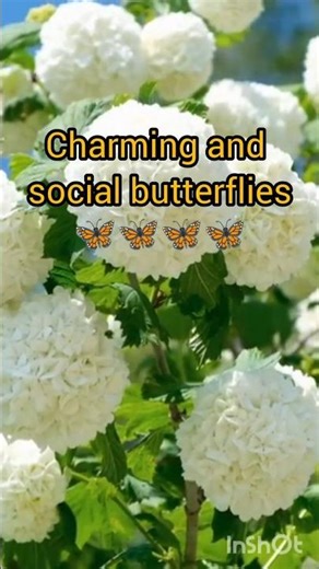 Libra Personality Facts ♎✨ | The Social & Harmonious Heart of the Zodiac#zodiacfacts #librafacts