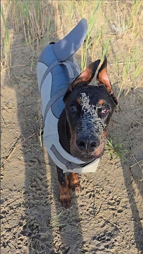 Dobermans by the water