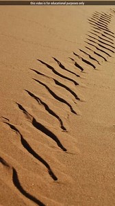 Sidewinder snake 😱 | Facts about snake #reelsfb #viralfb #facts #viralvideo | Fact Hub