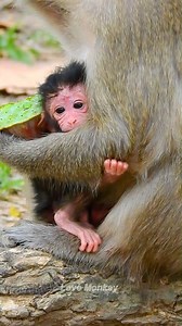 Just born baby monkey is so cute😘 | Love Monkey