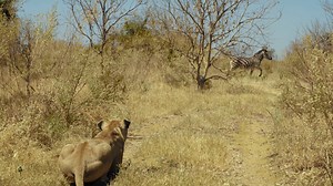 86K views · 164 reactions | Graphic warning: The lions hunt a zebra together in attempt to feed the whole pride. | National Geographic TV | Facebook