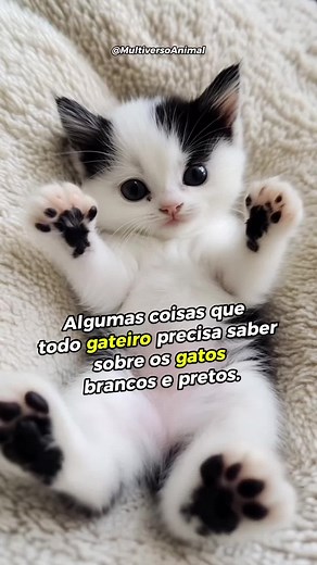 Você tem gatinho preto-e-branco? Qual o nome dele? #gatos #gateiras #gateiros