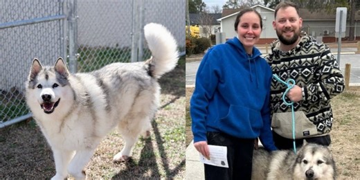 Microchip helps reunite lost dog with owners after 5-year separation