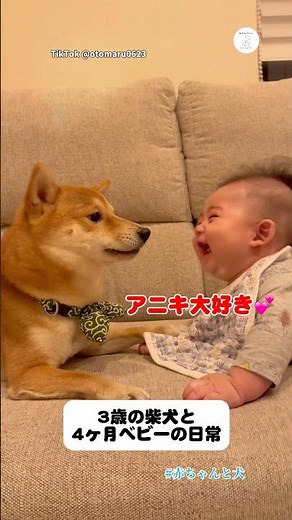 A baby and a Shiba Inu are always friends. #ShibaInu #Dog #Baby #Healing #CuteDog