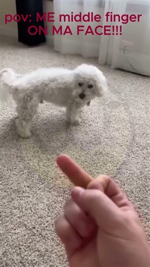 dog's middle finger prank!!!