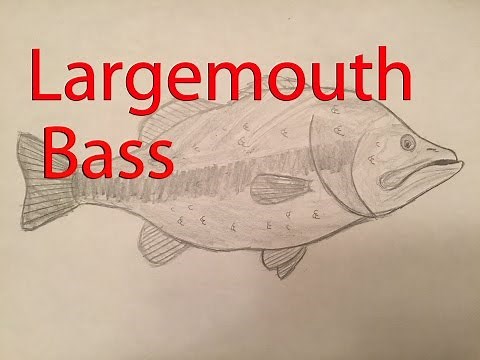 How to draw a Largemouth Bass