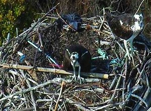 A Rite Of Spring - Osprey Fly Home To Island Beach State Park