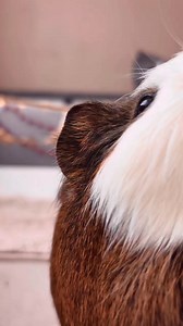 11K views · 580 reactions | Wonderful guinea pig house  #cutepets #animal #petstagram #guineapig #pet #adorable #piggies #house #pethouse #Guinea #love | Guinea Pig Lovers | Facebook
