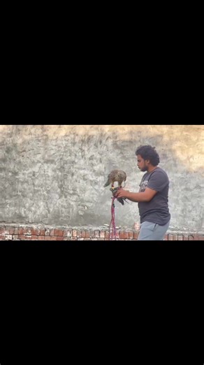 Calling the passage Goshawk from near, small steps that build big trust. #Falconry #Goshawk #Pakistan | Pakistan Falconry Association