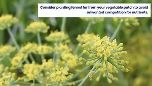 14 Plants Best Kept Out of Your Vegetable Garden