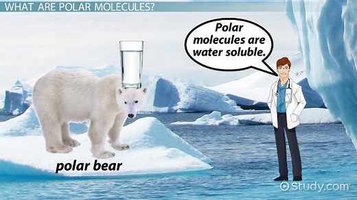Polar Molecule | Definition, Characteristics & Examples