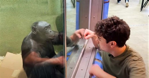 A polyglot learned Ape Language to blend in — and the bonobos absolutely lost it when he 'spoke'