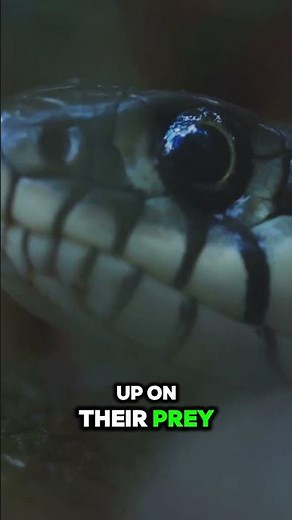 Amazing Anacondas: Fun Facts!