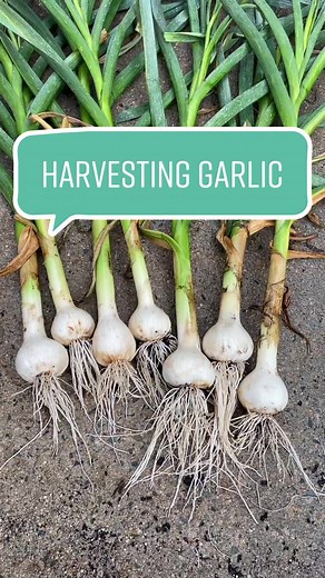 Garlic Gardening Tips and Tricks for a Bountiful Harvest