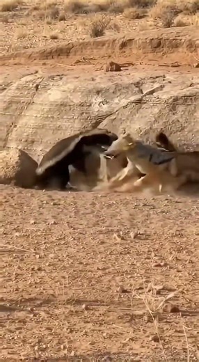🤯 CRAZY HONEY BADGER DESTROYS TWO JACKALS! This is Insane! 🦡🔥😱