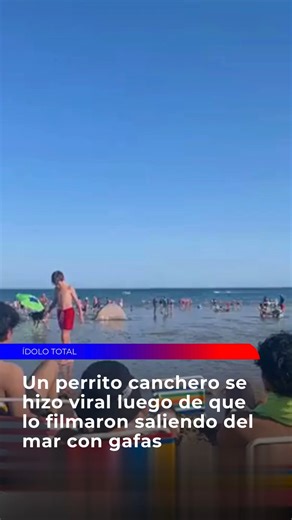 Canal Diez on Instagram: "[UN PERRITO CANCHERO ROMPIÓ LAS REDES SALIENDO DEL MAR CON GAFAS] 🐶Un video tan irresistible se volvió furor en redes: un perrito fue captado justo cuando emergía del mar con unas gafas puestas, caminando con total seguridad y estilo. La escena desató risas y aplausos virtuales por su actitud relajada y fachera. 🌊 Lejos de apurarse o sacudirse el agua, el protagonista peludo avanzó tranquilo por la orilla, como si supiera que todas las miradas estaban puestas en él. S