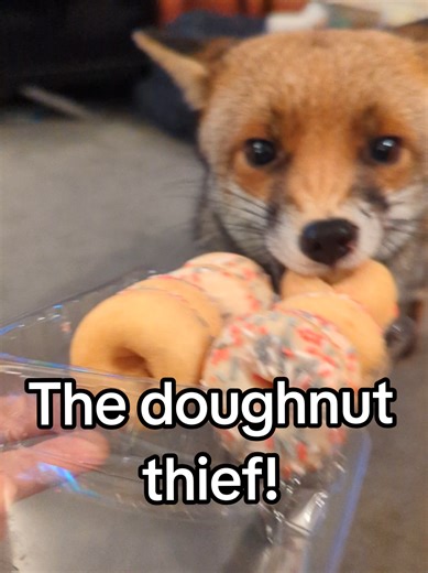 I got some 50p mini-doughnuts for the foxes to share, but apparently Heidi doesn't know what sharing is, so... #fox #animals #cute #funny #wildlife