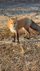 A visitor we had at work yesterday … good morning 😁👍🏽 | Terry Neepin